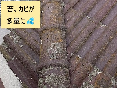 苔、カビが大量に発生