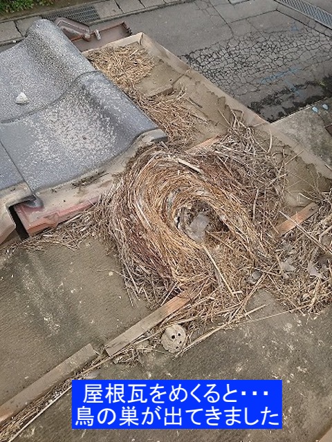 瓦屋根のすき間の鳥の巣