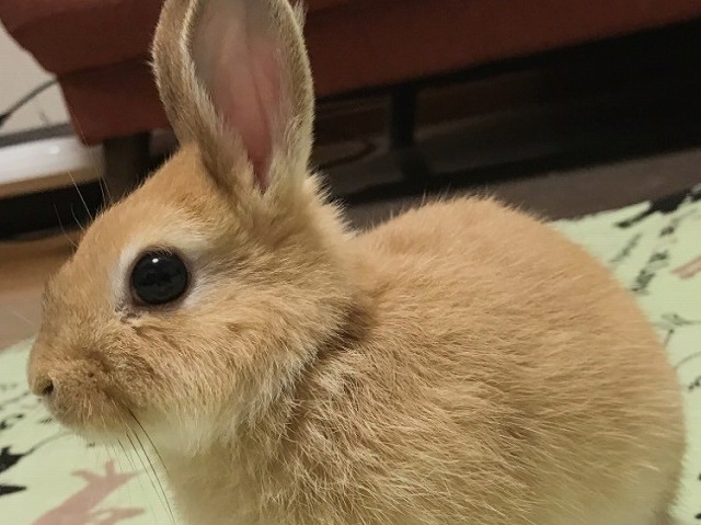 うさぎ写真