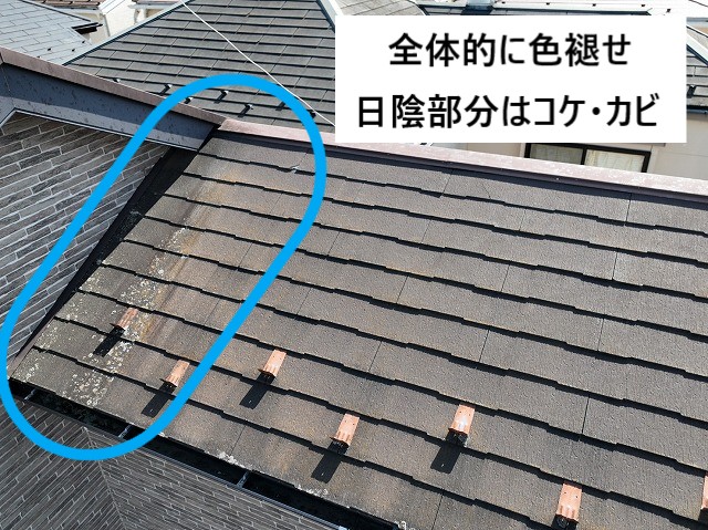 コケ
