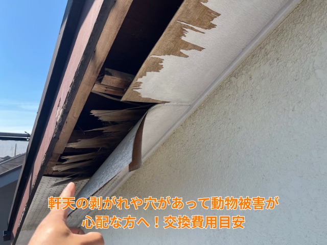 軒天の剥がれや穴があって動物被害が心配な方へ！交換費用目安