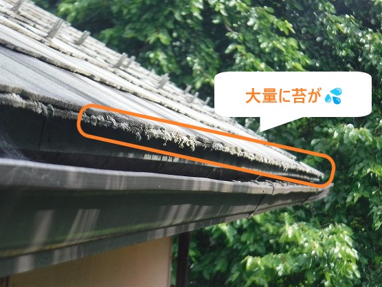 屋根に大量の苔